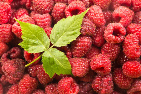 Top view of raw pink raspberries and green leaf after harvest