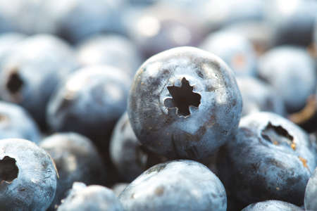 Close-up of raw fresh blueberries after harvest