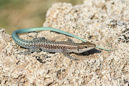  Anatolian rock lizard ,Anatololacerta oertzeni displaying on rock の写真素材