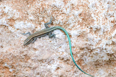 Anatolian rock lizard ,Lacerta oertzeni, displaying on rock の写真素材