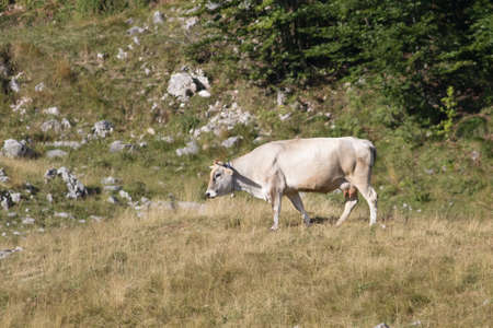 Brown Cow in the summer mountain pasture