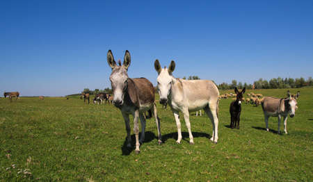 Herd of wild donkeys graze on pastureの写真素材