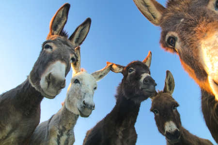 Portrait of five curious funny donkeys over blue skyの写真素材