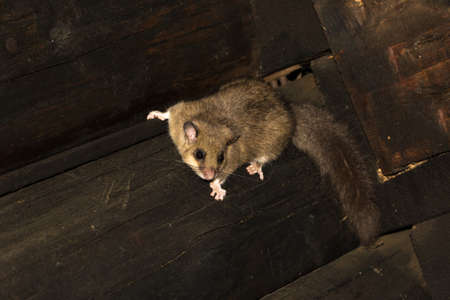 Edible dormouse Glis glis, pest in houseの写真素材