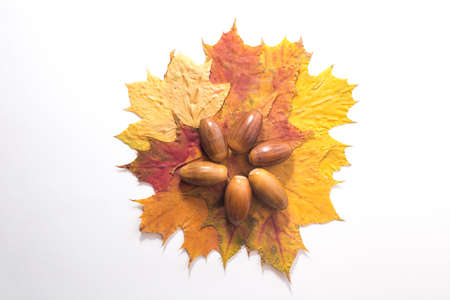 Top view of acorn and leaf on whiteの写真素材