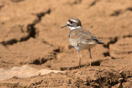 Killdeer (Charadrius vociferus) is a medium-sized plover on cracked groundの写真素材