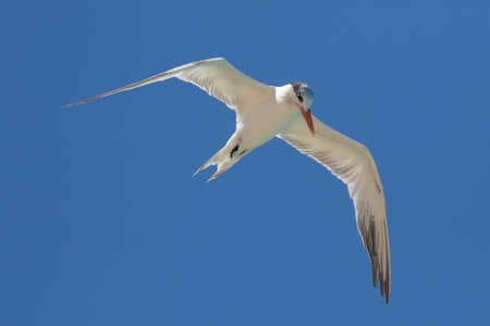 Royal tern (Thalasseus maximus) bird in flight over blue sky