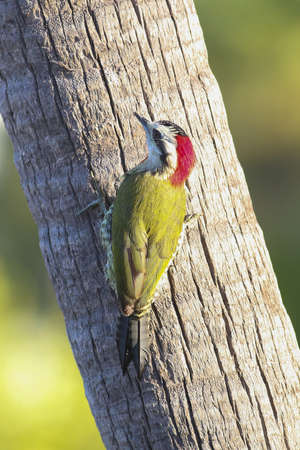 Cuban green woodpecker xiphidiopicus percussus on the palm treeの写真素材