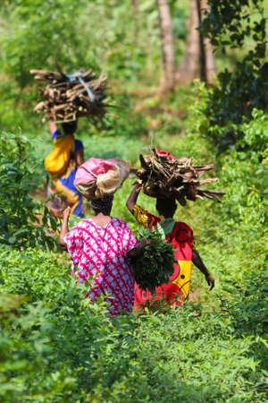 Tarditional african womans bringing trunks on head in Tanzanian jungleの写真素材