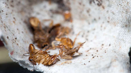 Dead cockroaches on dirty paper in the kitchen