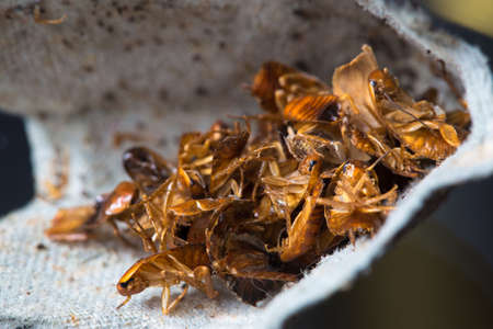 Bunch of dead cockroaches on dirty paper in the kitchen