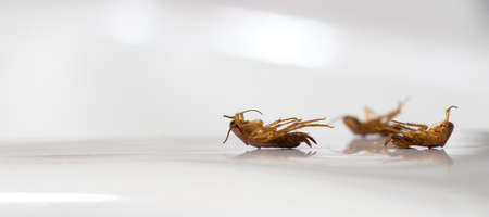 Three dead pest cockroaches on the white  bathroomの写真素材