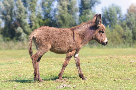 Funny cute baby donkey on the spring meadowの写真素材
