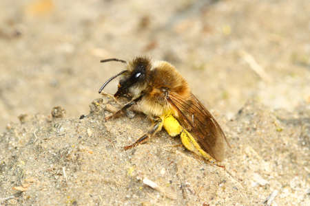 Osmia rufa, solitary red mason bee, pollinator 