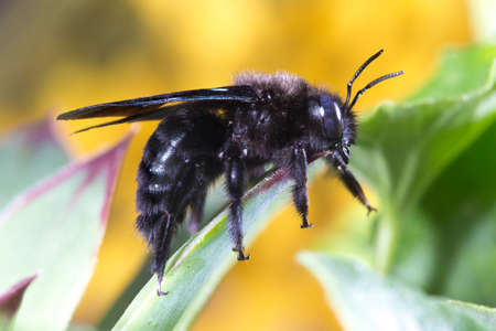 Violet carpenter bee, Xylocopa violacea on the plant