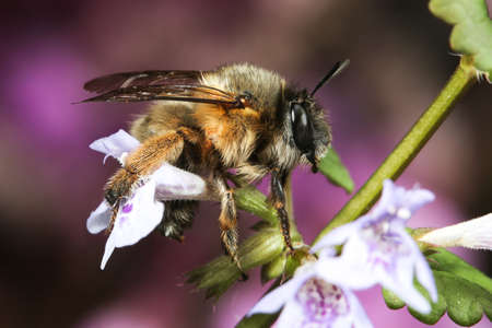Hairy-footed flower bee, Anthophora plumipes feeding