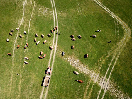 Top view of heard of cattle and old tractor with trailer on the pastureの写真素材