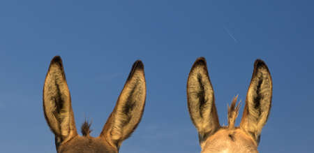 Two pairs of donkey ears and the blue skyの写真素材