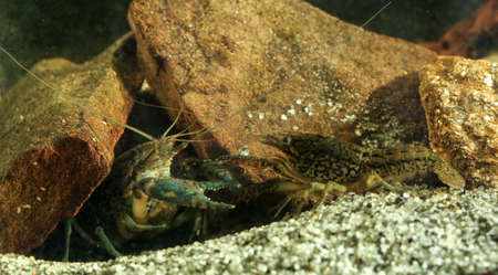 Aquarium pet marmorkrebs, Procambarus fallax forma virginalis is fightingの写真素材