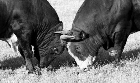 Two angry bulls are fighting on the meadowの写真素材