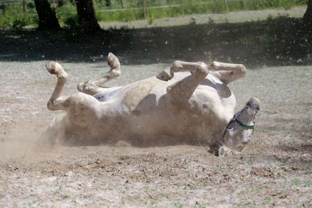 White hapy horse bathes in the dustの写真素材