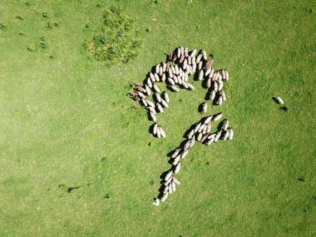Aerial view of grazing livestock sheep, goat, donkey flock on the pasture