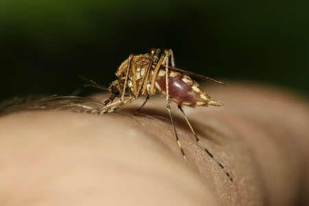 Mosquito Culex pipiens kompleks vectors of West Nile virus  is sucking blod