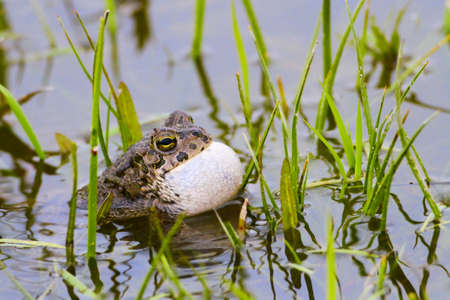 European green toad Bufotes viridis croak in the pond