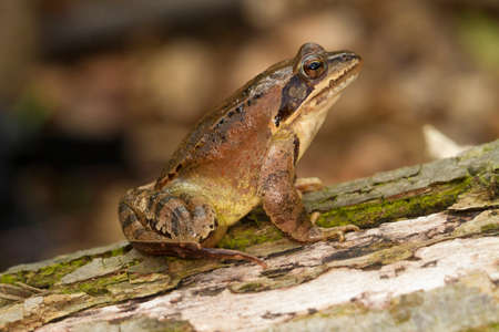 Agile Frog,  Rana dalmatina on the forest