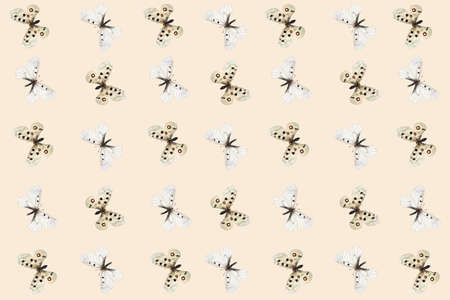 Apolo butterfly, Parnassius apollo and clouded apollo pattern on  Sail Champagne background, 3dの写真素材