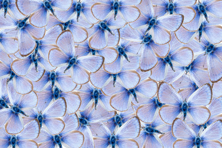 Pattern of  green underside blue butterflies, Glaucopsyche alexisの写真素材
