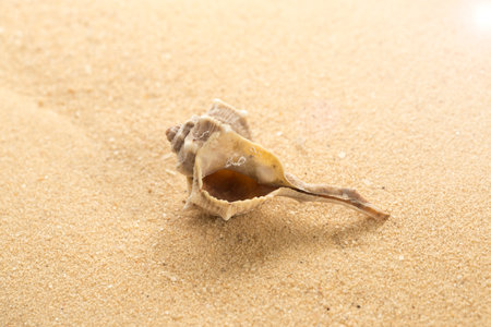 Sea snail shell on the mediterranean sandy beachの写真素材