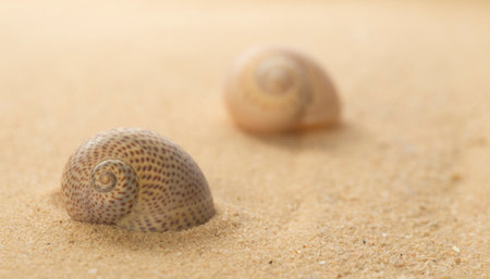 Two spotty Sea snail shelsl on the tropical sandy beach