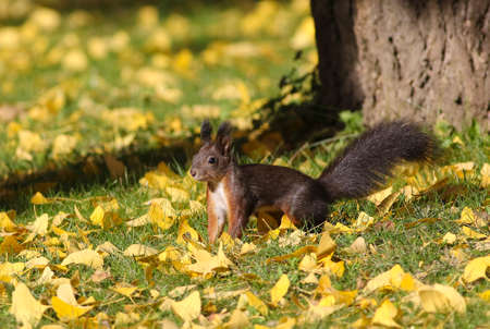 Squirrel Sciurus vulgaris in an autumn parkの写真素材