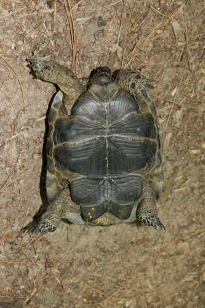 Helpless Greek tortoise, Testudo graeca on its back