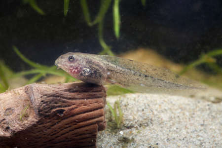 Tadpole of edible frog swimming in the pond