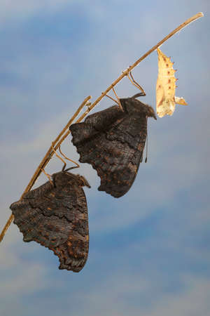 Two peacock butterflies Aglais io, and a empty chrysalis on branch after hatchingの写真素材
