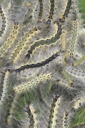 Group of of pest fall webworm, Hyphantria cunea eat leaves