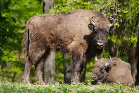 Two European wood bisons Wisent, Bison bonasus in the woods