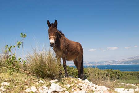 Brown mule in a rocky landscape on the island of Brac, Croatiaの写真素材