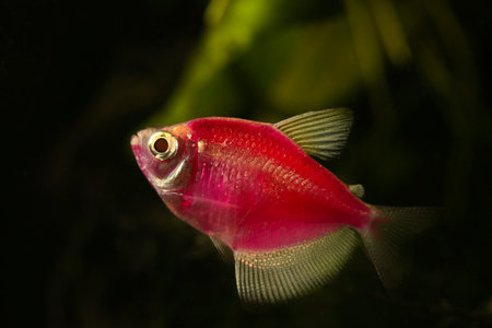 Aquarium fish. Black tetra. Gymnocorymbus ternetzi. Red fish on the black backround.の写真素材