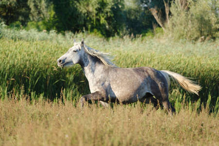 White wild horse gallop in the pastureの写真素材