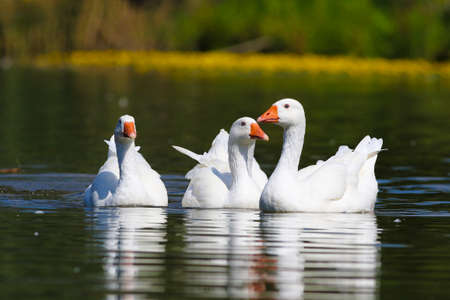 Three white domestic geese swiming  in the lakeの写真素材