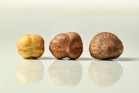 Three hazelnuts, raw, roasted and in shell on white background with reflection