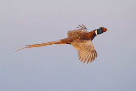 Pheasant in flight Phasianus colchicus, hunting game in blue skyの写真素材