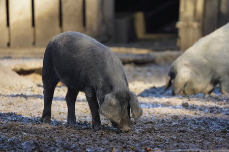 Sow and a pig old breed mangulica in the piggery, rutting in the mud