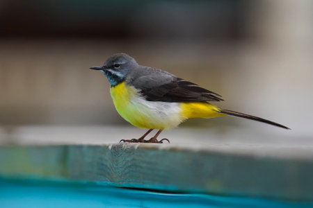 Azores Island forms of Grey Wagtail bird,  Motacilla cinerea ssp. patriciaeの写真素材