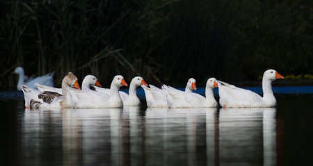 White goose. Swimming Geese. Flock of geese swim in the river.の写真素材