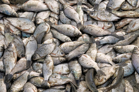 A pile of dead poisoned freshwater fish. Ecological disaster.の写真素材