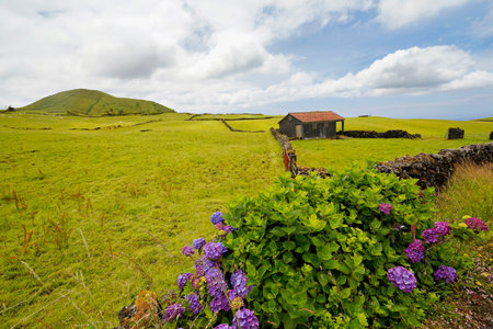 Traditional stone houses built from black volcanic rock and pasture with hortensia fence on Azores, Pico island, Portugal.の写真素材